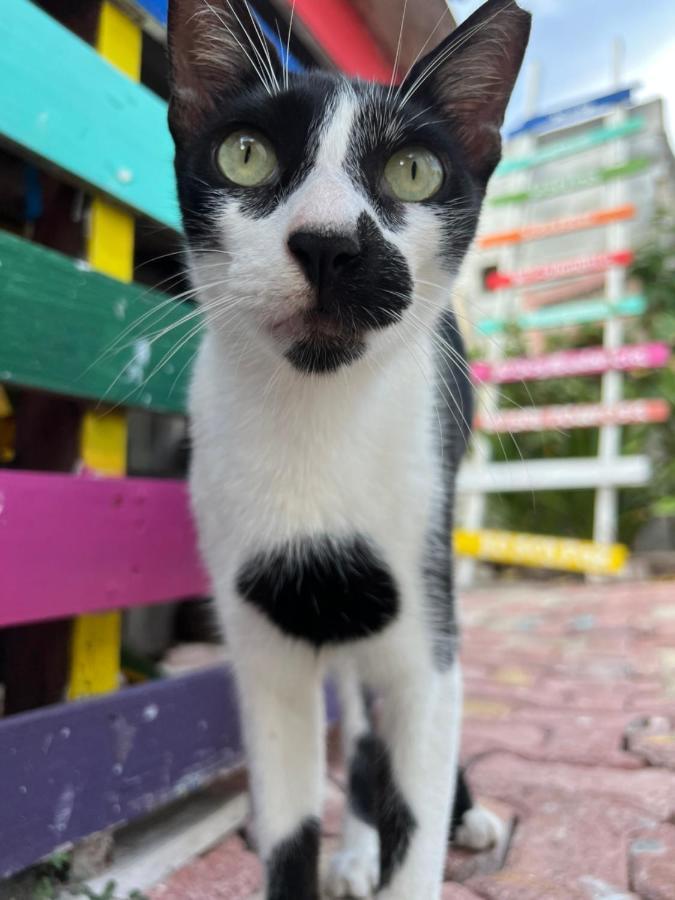 Апартаменти "Casitas Arcoiris" Excelente Ubicacion - Petfriendly Ісла-Мухерес Екстер'єр фото